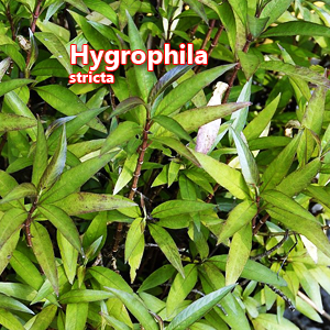 Hygrophila stricta